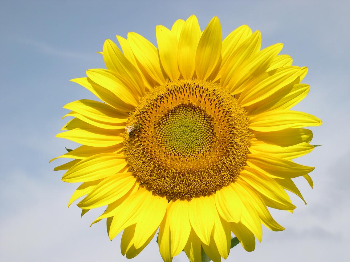 Girasole Sonia